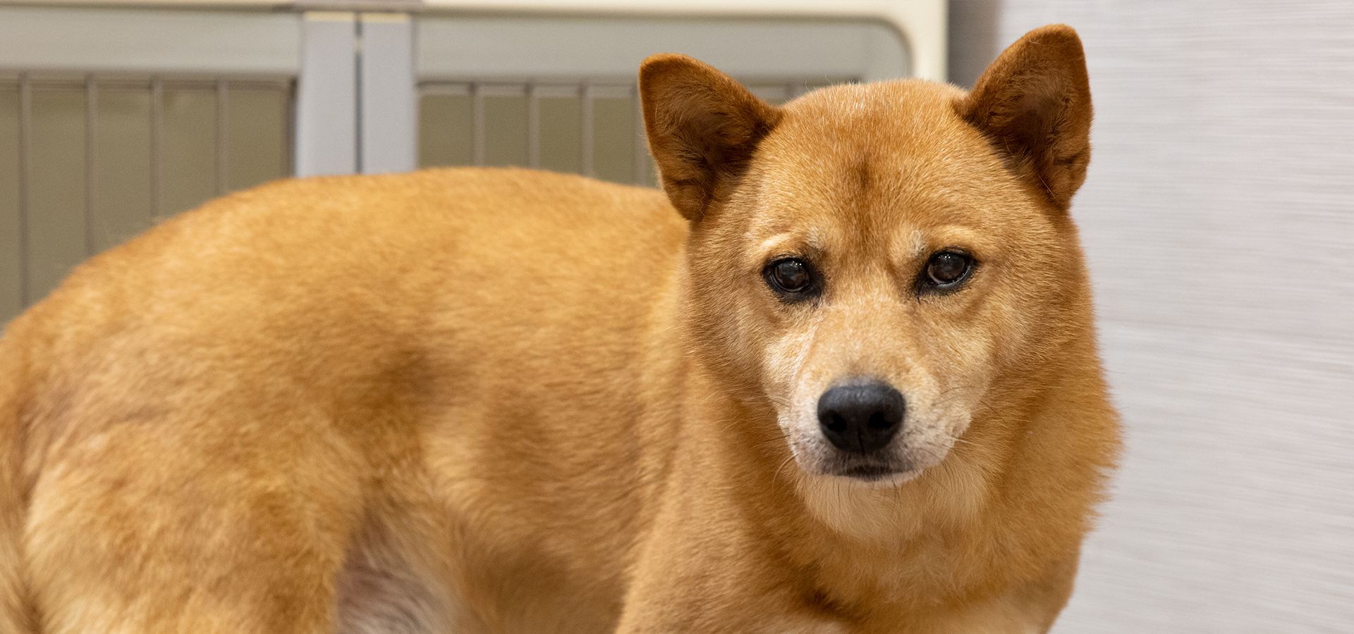 ドッグサロン 犬とお散歩