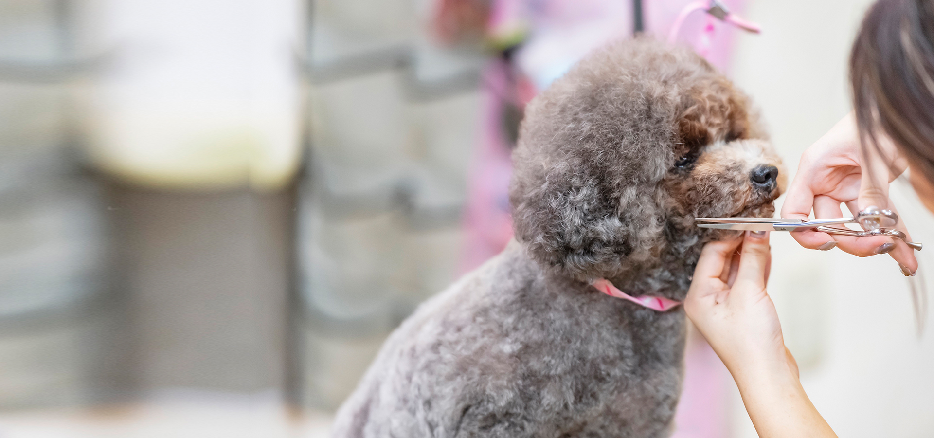 ドッグサロン 犬とお散歩